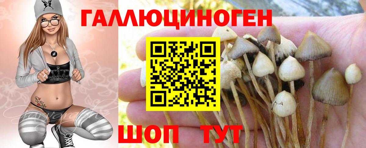 Псилоцибиновые грибы прущие грибы Тимашёвск